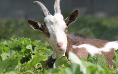 Learning from your GOAT’s