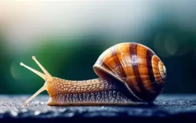 Time to go SLOW!